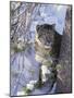 Snow Leopard Sitting under Tree-DLILLC-Mounted Photographic Print