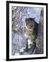 Snow Leopard Sitting under Tree-DLILLC-Framed Photographic Print