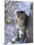 Snow Leopard Sitting under Tree-DLILLC-Mounted Photographic Print