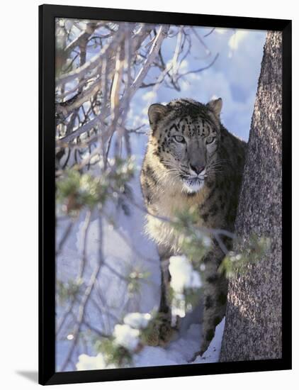 Snow Leopard Sitting under Tree-DLILLC-Framed Photographic Print