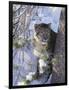 Snow Leopard Sitting under Tree-DLILLC-Framed Photographic Print