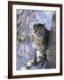 Snow Leopard Sitting under Tree-DLILLC-Framed Photographic Print