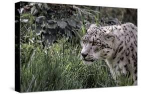 Snow Leopard Staring and Waiting in the Central Park Zoo in NYC-null-Stretched Canvas