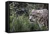 Snow Leopard Staring and Waiting in the Central Park Zoo in NYC-null-Framed Stretched Canvas