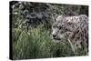 Snow Leopard Staring and Waiting in the Central Park Zoo in NYC-null-Stretched Canvas