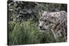 Snow Leopard Staring and Waiting in the Central Park Zoo in NYC-null-Stretched Canvas