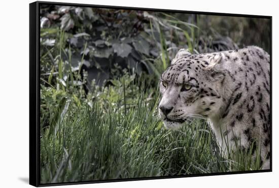 Snow Leopard Staring and Waiting in the Central Park Zoo in NYC-null-Framed Stretched Canvas