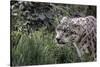 Snow Leopard Staring and Waiting in the Central Park Zoo in NYC-null-Stretched Canvas