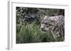 Snow Leopard Staring and Waiting in the Central Park Zoo in NYC-null-Framed Photo