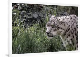 Snow Leopard Staring and Waiting in the Central Park Zoo in NYC-null-Framed Photo