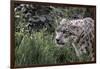 Snow Leopard Staring and Waiting in the Central Park Zoo in NYC-null-Framed Photo