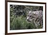 Snow Leopard Staring and Waiting in the Central Park Zoo in NYC-null-Framed Photo