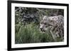 Snow Leopard Staring and Waiting in the Central Park Zoo in NYC-null-Framed Photo