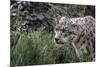 Snow Leopard Staring and Waiting in the Central Park Zoo in NYC-null-Mounted Photo