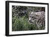 Snow Leopard Staring and Waiting in the Central Park Zoo in NYC-null-Framed Photo