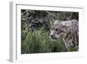 Snow Leopard Staring and Waiting in the Central Park Zoo in NYC-null-Framed Photo