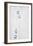 Snow Leopard Tracks-null-Framed Photographic Print