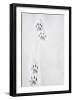 Snow Leopard Tracks-null-Framed Photographic Print