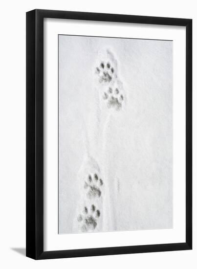 Snow Leopard Tracks-null-Framed Photographic Print