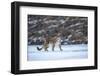 Snow leopard (Uncia uncia) Altai Mountains, Mongolia. March.-Valeriy Maleev-Framed Photographic Print