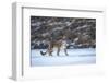 Snow leopard (Uncia uncia) Altai Mountains, Mongolia. March.-Valeriy Maleev-Framed Photographic Print