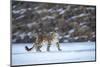 Snow leopard (Uncia uncia) Altai Mountains, Mongolia. March.-Valeriy Maleev-Mounted Photographic Print