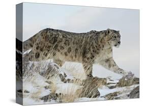 Snow Leopard (Uncia Uncia), in Captivity, Near Bozeman, Montana, USA-James Hager-Stretched Canvas