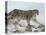 Snow Leopard (Uncia Uncia), in Captivity, Near Bozeman, Montana, USA-James Hager-Stretched Canvas