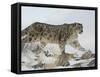 Snow Leopard (Uncia Uncia), in Captivity, Near Bozeman, Montana, USA-James Hager-Framed Stretched Canvas