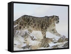 Snow Leopard (Uncia Uncia), in Captivity, Near Bozeman, Montana, USA-James Hager-Framed Stretched Canvas