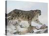 Snow Leopard (Uncia Uncia), in Captivity, Near Bozeman, Montana, USA-James Hager-Stretched Canvas