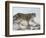 Snow Leopard (Uncia Uncia), in Captivity, Near Bozeman, Montana, USA-James Hager-Framed Photographic Print