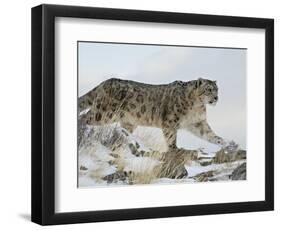 Snow Leopard (Uncia Uncia), in Captivity, Near Bozeman, Montana, USA-James Hager-Framed Photographic Print