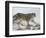 Snow Leopard (Uncia Uncia), in Captivity, Near Bozeman, Montana, USA-James Hager-Framed Photographic Print