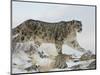 Snow Leopard (Uncia Uncia), in Captivity, Near Bozeman, Montana, USA-James Hager-Mounted Photographic Print