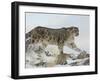 Snow Leopard (Uncia Uncia), in Captivity, Near Bozeman, Montana, USA-James Hager-Framed Photographic Print