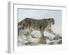 Snow Leopard (Uncia Uncia), in Captivity, Near Bozeman, Montana, USA-James Hager-Framed Photographic Print