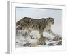 Snow Leopard (Uncia Uncia), in Captivity, Near Bozeman, Montana, USA-James Hager-Framed Photographic Print