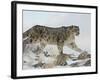 Snow Leopard (Uncia Uncia), in Captivity, Near Bozeman, Montana, USA-James Hager-Framed Photographic Print