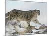 Snow Leopard (Uncia Uncia), in Captivity, Near Bozeman, Montana, USA-James Hager-Mounted Photographic Print