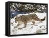 Snow Leopard (Uncia Uncia) in the Snow, in Captivity, Near Bozeman, Montana, USA-James Hager-Framed Stretched Canvas