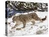 Snow Leopard (Uncia Uncia) in the Snow, in Captivity, Near Bozeman, Montana, USA-James Hager-Stretched Canvas