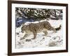 Snow Leopard (Uncia Uncia) in the Snow, in Captivity, Near Bozeman, Montana, USA-James Hager-Framed Photographic Print