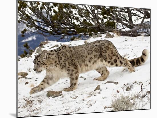 Snow Leopard (Uncia Uncia) in the Snow, in Captivity, Near Bozeman, Montana, USA-James Hager-Mounted Photographic Print