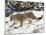 Snow Leopard (Uncia Uncia) in the Snow, in Captivity, Near Bozeman, Montana, USA-James Hager-Mounted Photographic Print