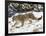 Snow Leopard (Uncia Uncia) in the Snow, in Captivity, Near Bozeman, Montana, USA-James Hager-Framed Photographic Print