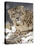 Snow Leopard (Uncia Uncia) in the Snow, in Captivity, Near Bozeman, Montana, USA-null-Stretched Canvas