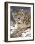 Snow Leopard (Uncia Uncia) in the Snow, in Captivity, Near Bozeman, Montana, USA-null-Framed Photographic Print