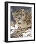 Snow Leopard (Uncia Uncia) in the Snow, in Captivity, Near Bozeman, Montana, USA-null-Framed Photographic Print