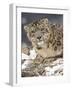 Snow Leopard (Uncia Uncia) in the Snow, in Captivity, Near Bozeman, Montana, USA-null-Framed Photographic Print